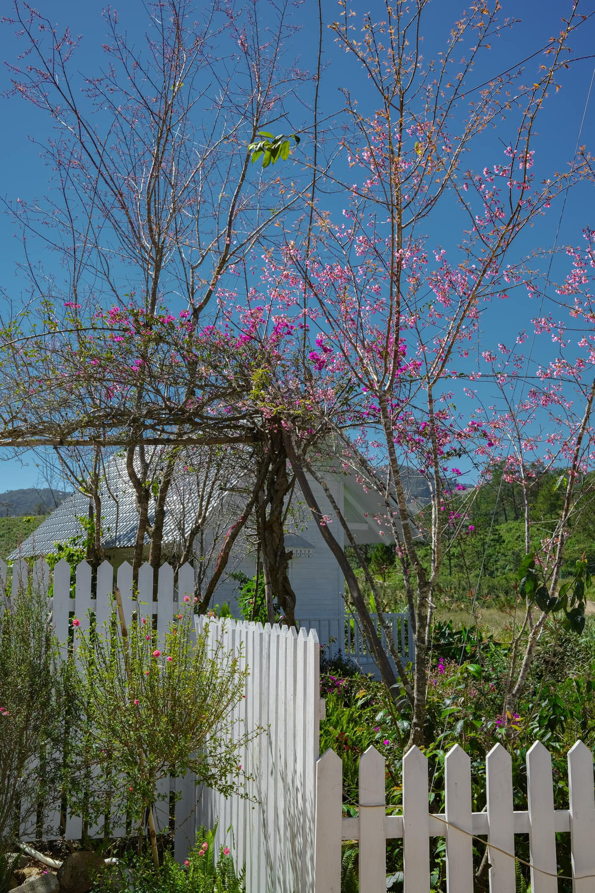  Ngôi nhà của Lý Quí Khánh ở Đà Lạt được bao phủ bởi hoa và cây xanh tươi mát.