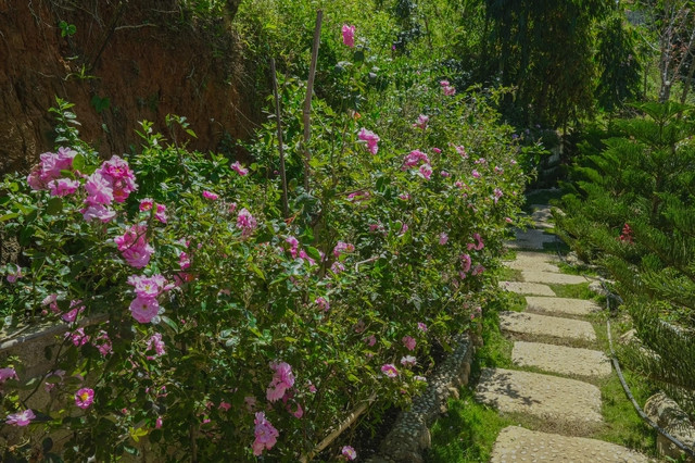 Mùa xuân về hoa giăng khắp lối.