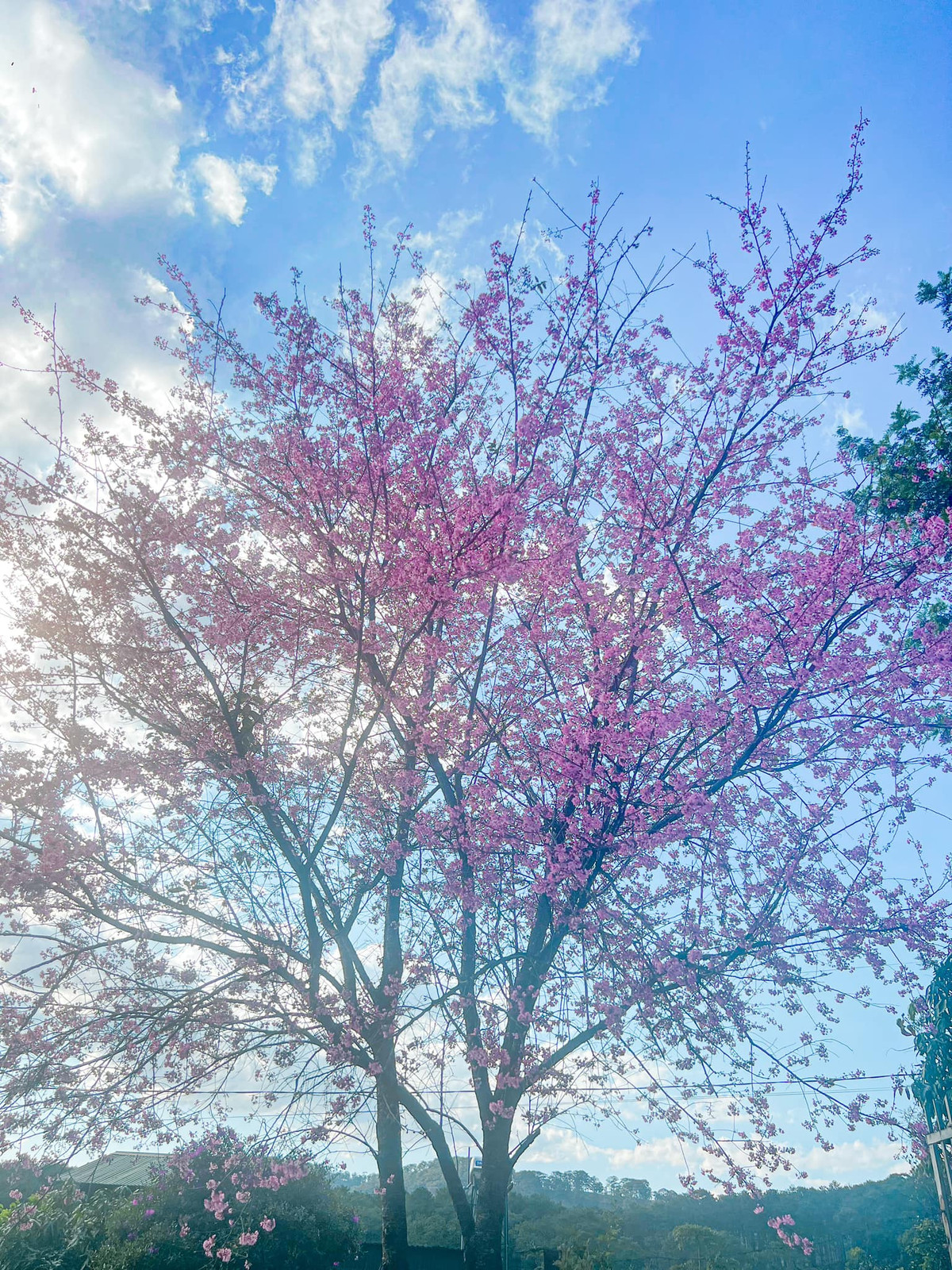 Bầu trời rực một màu hồng phấn.