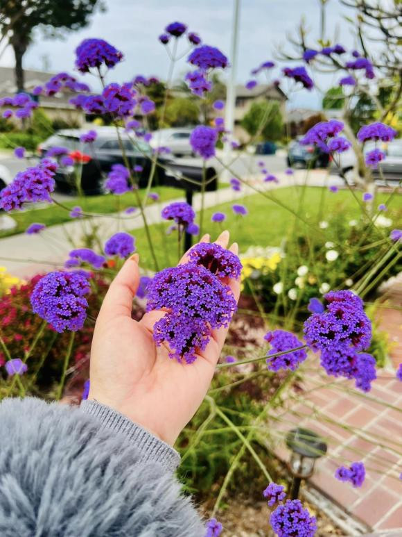 Trên trang cá nhân, nữ diễn viên từng khoe khu vườn ngập hoa do chính tâm sức chăm bón của mình.
