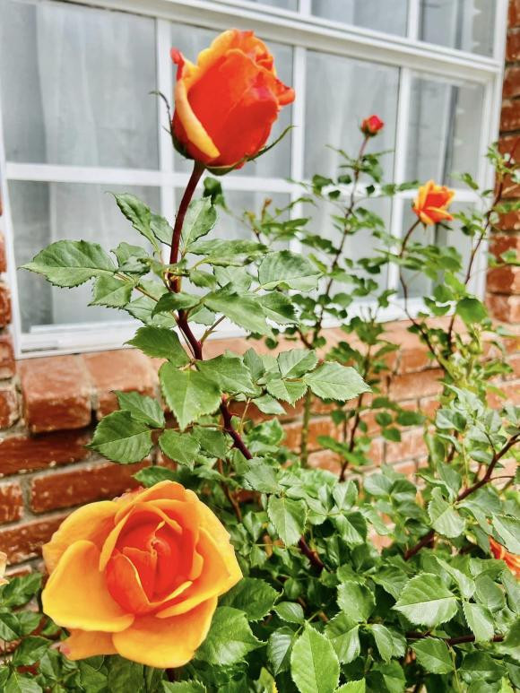 Hoa hồng vươn mình khoe sắc.