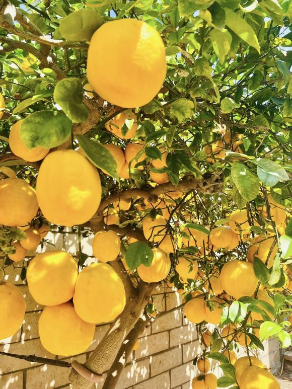 Ngoài hoa, Thuý Nga còn trồng thêm vài loại cây ăn quả.