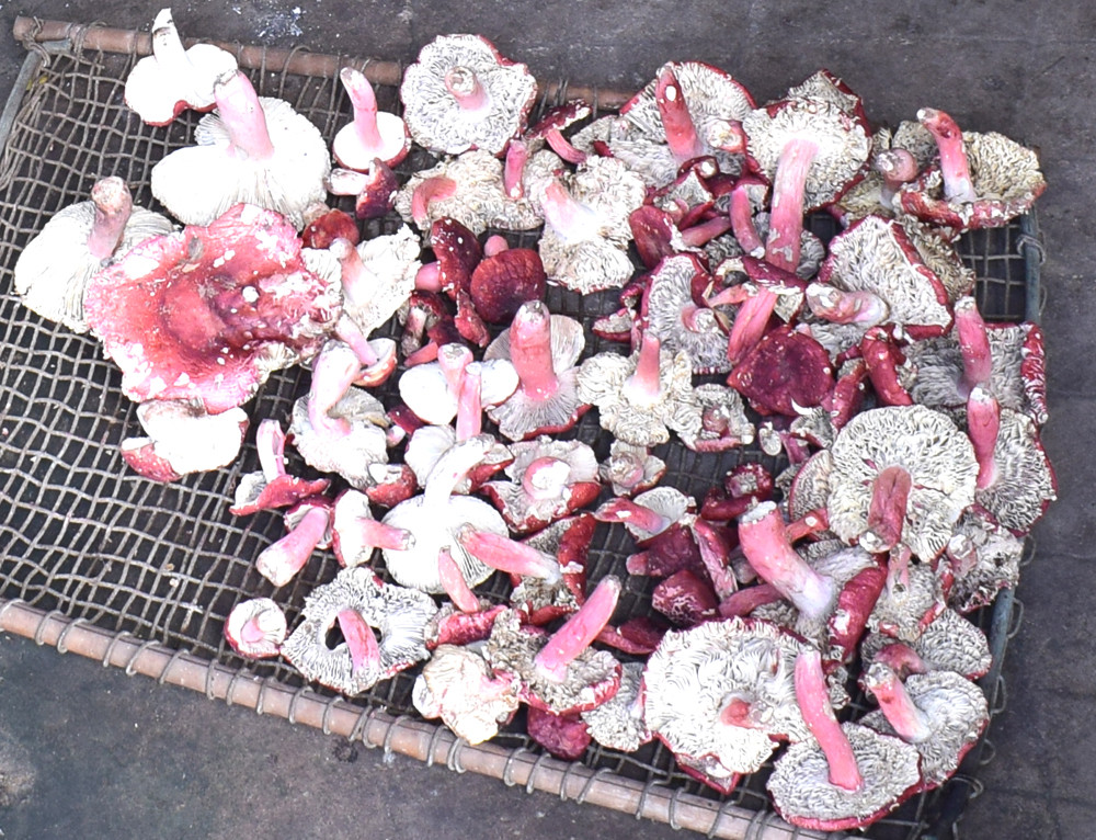 Hơn nữa, nấm chẹo thường mọc lên vào 2 mùa trong năm, tháng 3 - 4 âm lịch và tháng 8 - 9 âm lịch. Ảnh: Baoquangninh