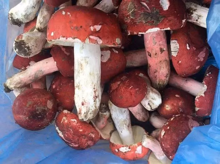 Nếu đi muộn sẽ chỉ hái được những cây nấm đã xòe to hoặc đứt, gãy hoặc không còn nguyên vẹn, giá từ 150.000 - 200.000 đồng/kg. Ảnh: Dân Việt