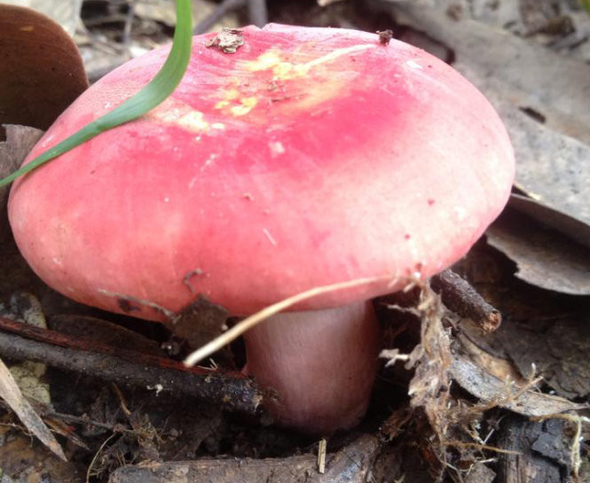 Hộ nào có rừng chẹo hoặc rừng dẻ có thể hái được hàng chục kg nấm mỗi ngày. Ảnh: YouTube