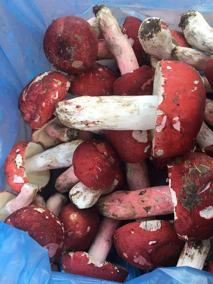 Theo người dân địa phương, đến mùa nấm chẹo, thương lái sẵn sàng ăn, ngủ hàng tuần tại các bản. Nhờ đó, người dân bản địa có thể kiếm được hàng chục triệu mỗi ngày từ việc hái nấm. Ảnh: Internet