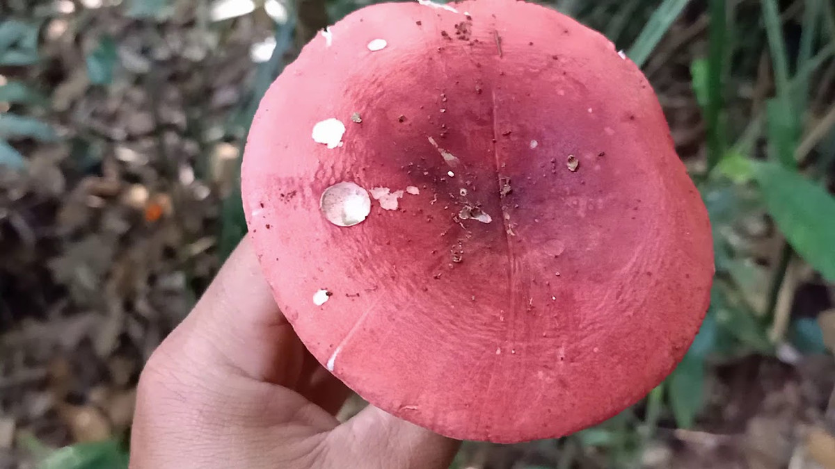 Thời điểm từ 4 - 8 giờ sáng là lúc nấm hình cái ô, chưa xòe ra, trên mũ vẫn còn nguyên lớp phấn được thu mua với giá cao nhất, khoảng 300.000 - 350.000 đồng/kg. Ảnh: Dân Việt