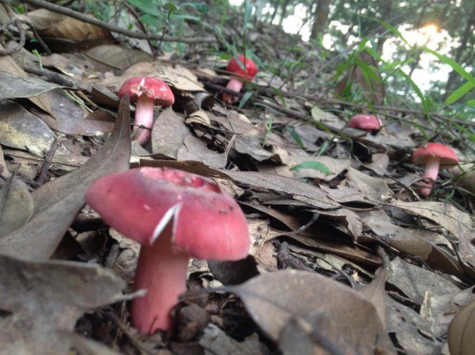 Nấm chẹo mọc lên vào ban đêm, từ 2 - 4 giờ sáng nên người dân phải soi đèn hái nấm từ sớm. Ảnh: YouTube