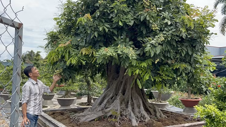 Cây nhãn cổ thụ được chủ nhân định giá gần 200 triệu đồng. Hiện có nhiều khách hỏi mua nhưng chủ nhân vẫn chưa bán. Ông cho biết sẽ bán khi gặp người nào đủ duyên. Ảnh: Nông thôn Việt