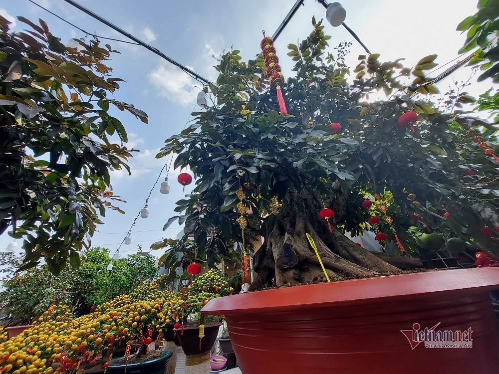 Trước đó, năm 2022, một nhà vườn cây kiểng ở quận 10, TP HCM đã bán cây nhãn tím hàng độc với mức giá 250 triệu đồng. Ảnh: Vietnamnet