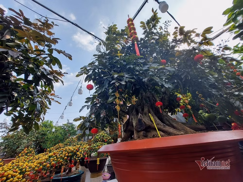 Trước đó, năm 2022, một nhà vườn cây kiểng ở quận 10, TP HCM đã bán cây nhãn tím hàng độc với mức giá 250 triệu đồng. Ảnh: Vietnamnet