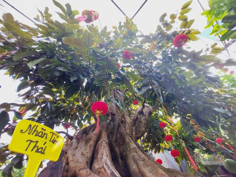 Cây nhãn cao 2,2 m, có tuổi thọ trên 50 năm. Ảnh: Vietnamnet