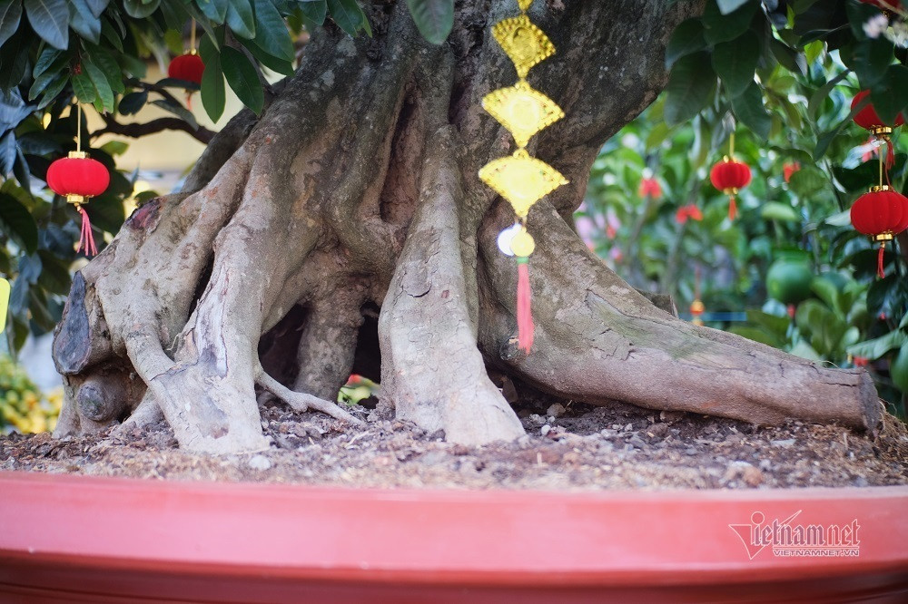 Cây nhãn tím có rễ cám, rễ ăn bao quanh chậu. Ảnh: Vietnamnet