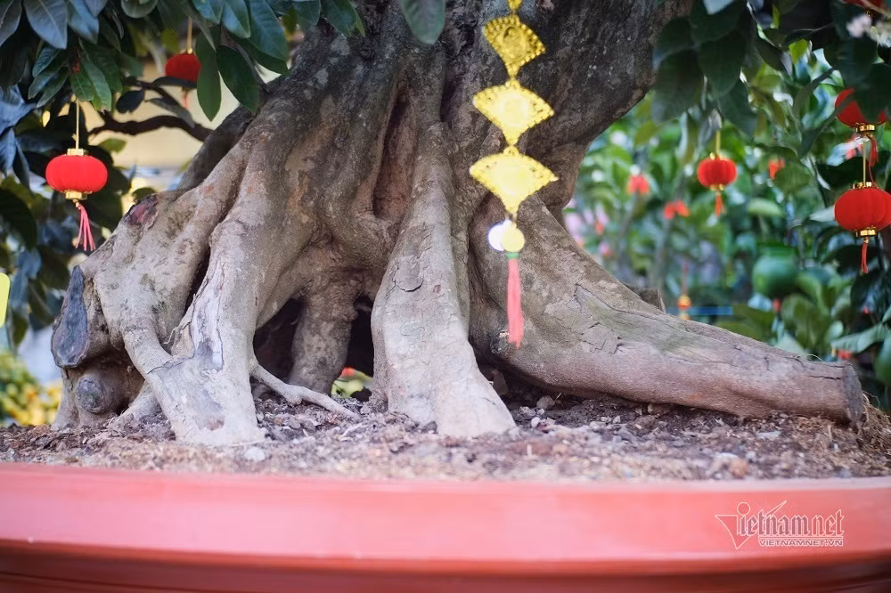 Cây nhãn tím có rễ cám, rễ ăn bao quanh chậu. Ảnh: Vietnamnet