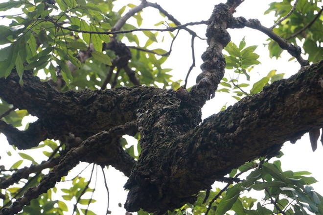 Theo người dân địa phương thân cây có đường kính tới 2 người ôm, tuy nhiên vào năm 1980 một trận bão lớn khiến cây bị đổ ngang thân duy trì còn một nhánh nhỏ vẫn vươn lên. Ảnh: Cand