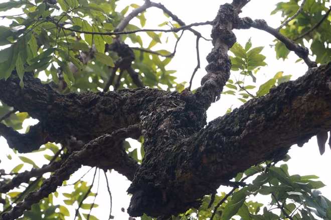 Theo người dân địa phương thân cây có đường kính tới 2 người ôm, tuy nhiên vào năm 1980 một trận bão lớn khiến cây bị đổ ngang thân duy trì còn một nhánh nhỏ vẫn vươn lên. Ảnh: Cand