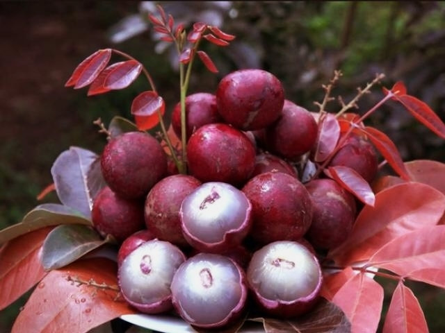 Trong khi nhãn thường có lá màu xanh, trái chín ra màu vàng hoặc xanh thì nhãn tím có lá; bông; trái; ruột đều màu tím. Ảnh: Vietnamnet