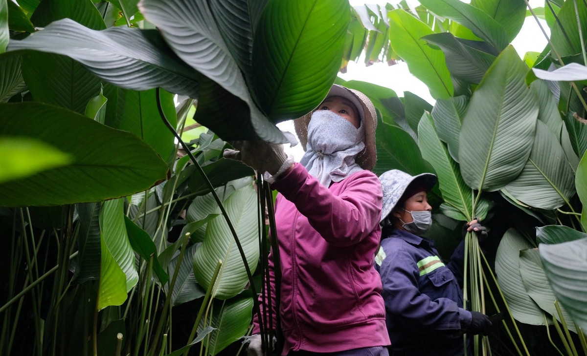 Thôn Tràng Cát, huyện Thanh Oai là làng lá dong nổi tiếng của Hà Nội. Cứ đến tháng 12 âm lịch, người dân trong làng lại tất bật cắt lá để kịp phục vụ nhu cầu gói bánh chưng dịp Tết. Ảnh: Dân trí