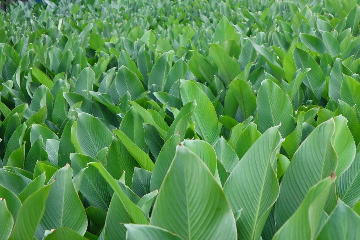 Người dân Tràng Cát bắt đầu trồng lá dong để phục vụ bà con gói bánh chưng Tết hơn 400 năm nay và có những gia đình truyền nghề đến 5 đời. Ảnh: Công luận