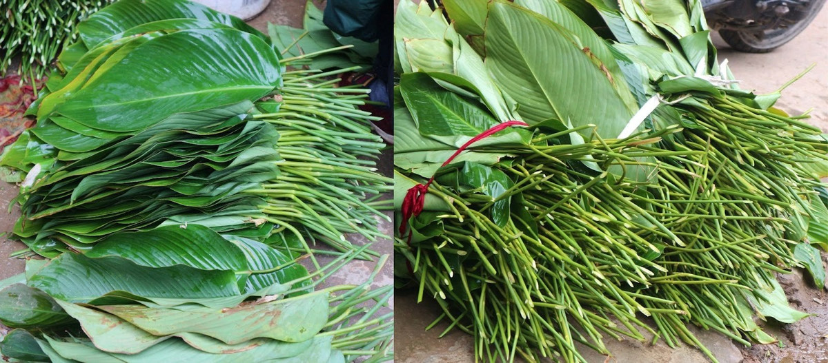 Dịp Tết 2023 vừa qua, lá dong Tràng Cát đang được thu mua tại vườn với giá 80.000 - 120.000 đồng/100 tàu. Thời gian cận Tết, giá tiếp tục tăng thêm. Ảnh: Công luận