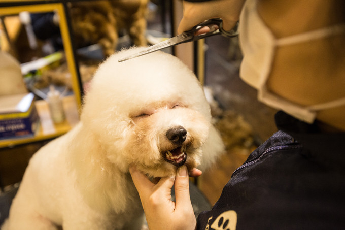 Giá dịch vụ làm đẹp cho thú cưng thậm chí còn đắt đỏ hơn cả cho người. Các dịch vụ như nâng mí, massage, nhuộm, làm nail đã xuất hiện tại các spa làm đẹp cho thú cưng. Ảnh: Hanoimoi