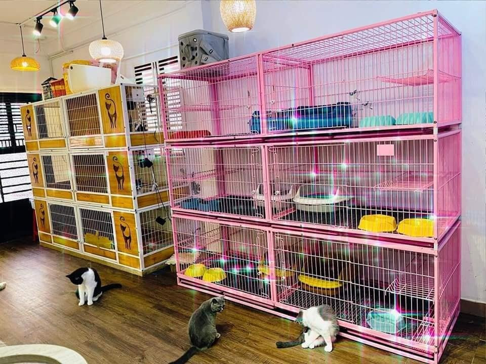 Mức giá trông thú cưng tại một số tiệm ở Hà Nội trung bình từ 120.000 - 150.000 đồng/ngày. Tuy nhiên, vào dịp lễ, Tết, mức giá có thể lên tới 400.000 - 500.000 đồng/ngày. Ảnh: Tuoitrethudo