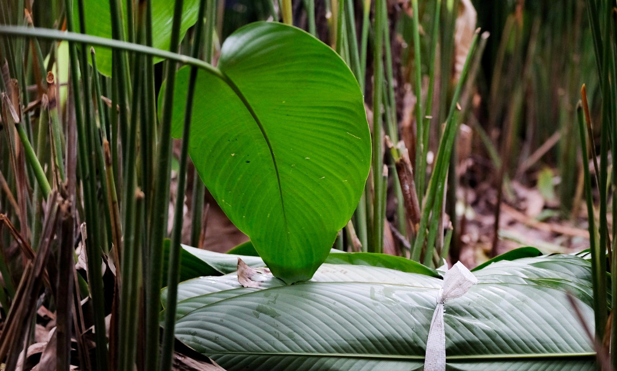 Trung bình, mỗi sào lá dong ở Tràng Cát có thể cho thu nhập từ khoảng 15 - 20 triệu đồng. Ảnh: Dân trí 