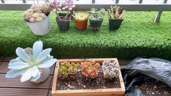 Quỳnh Nga tận dụng hộp nhựa tái sinh để làm chậu hoa. Ảnh: FBNV