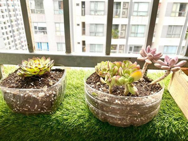 Tại khu vực ban công, Quỳnh Nga trồng nhiều sen đá. Ảnh: FBNV