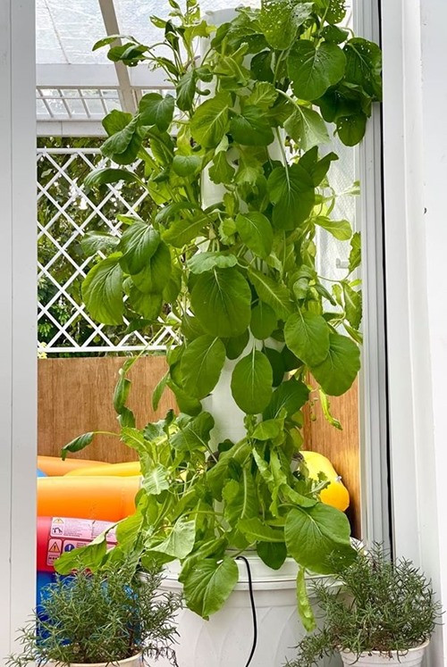 Nhờ đó, gia đình nữ nghệ sĩ thường xuyên có hoa quả sạch nhà trồng để thưởng thức. Một số loại rau trong vườn nhà Trịnh Kim Chi gồm: xà lách, cải ngọt, cải thìa.