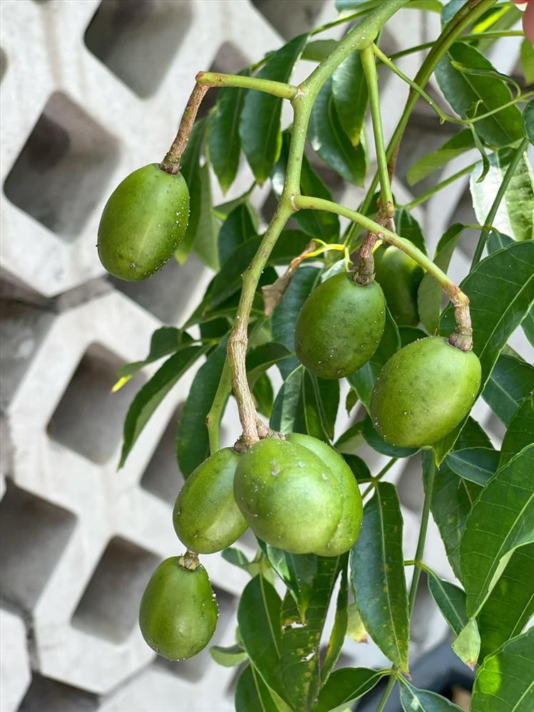 Để cây cho nhiều trái, Trịnh Kim Chi thường xuyên chăm sóc, tưới tiêu và sử dụng phân bón hữu cơ.