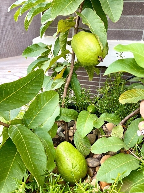 Cây ổi thân mảnh khảnh nhưng quả to và ngọt.