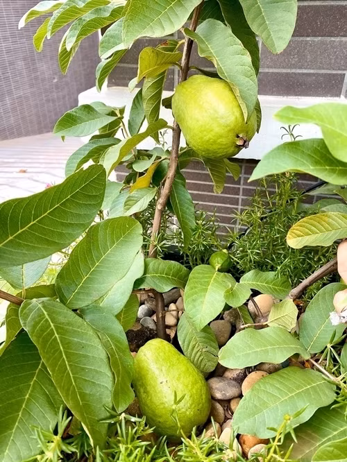 Cây ổi thân mảnh khảnh nhưng quả to và ngọt.