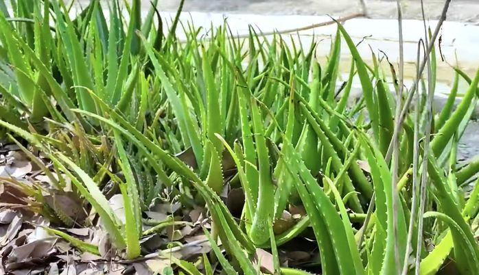 Trong khu vườn có nhiều loài cây khác như nha đam...Ảnh: Chụp màn hình