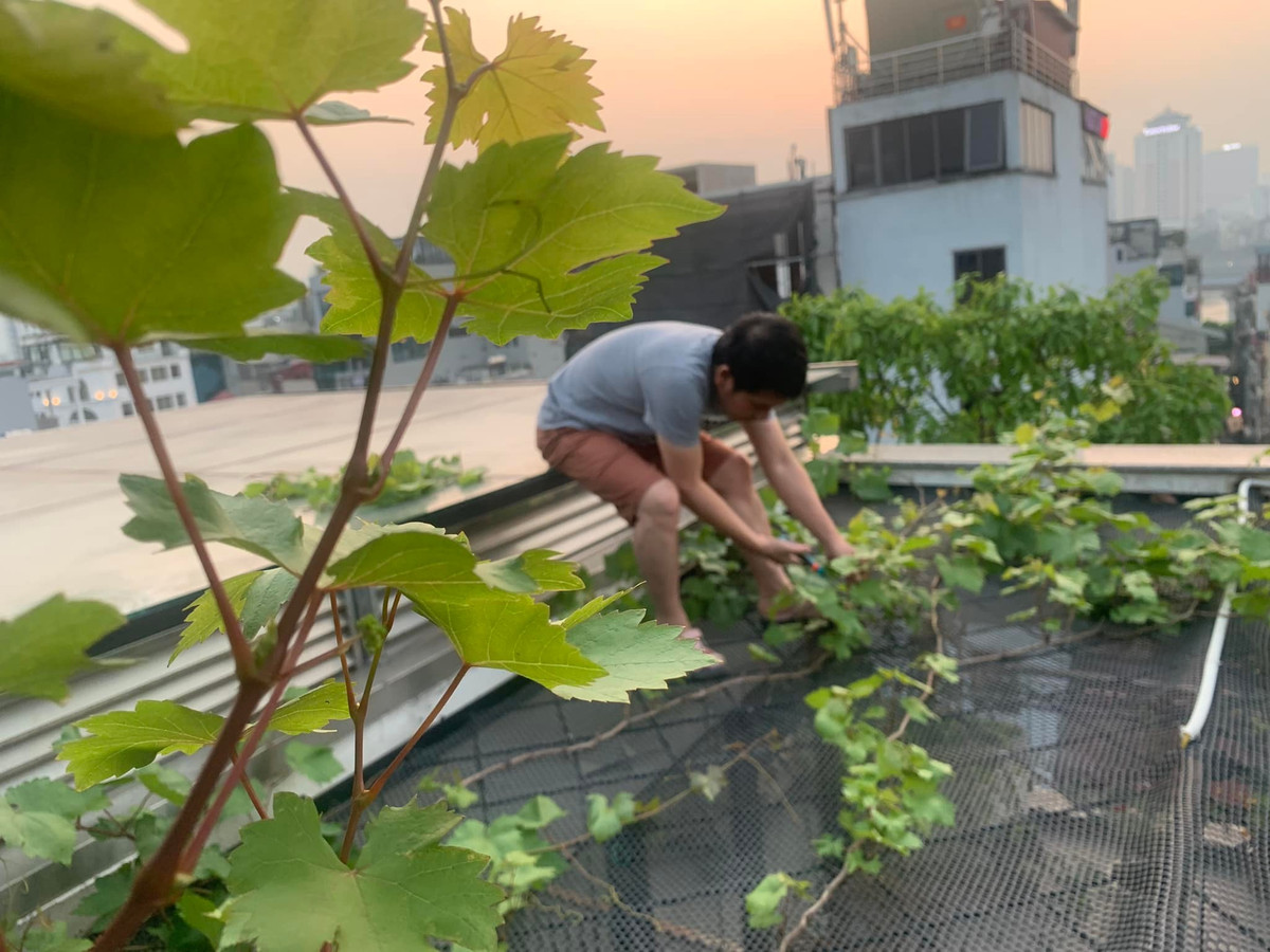 Những lúc ảnh rỗi, Trọng Tấn tự tay cắt tỉa cành lá, chăm sóc cho khu vườn.