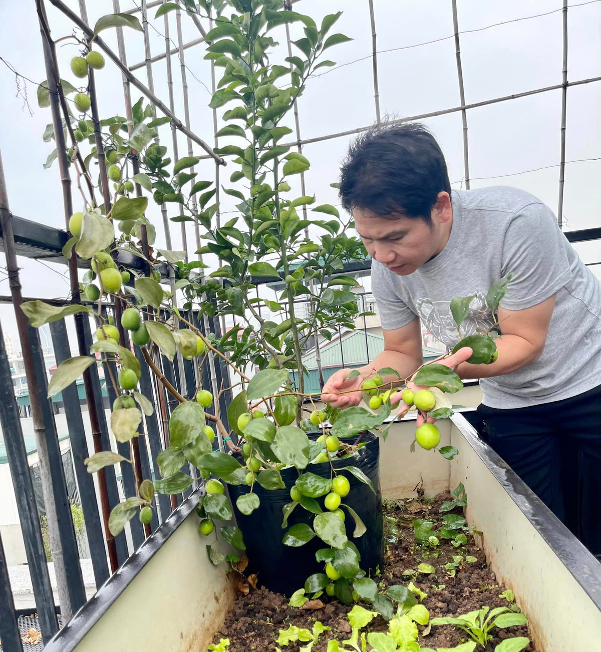 Dù trồng trong chậu nhưng cây táo vẫn rất sai quả.