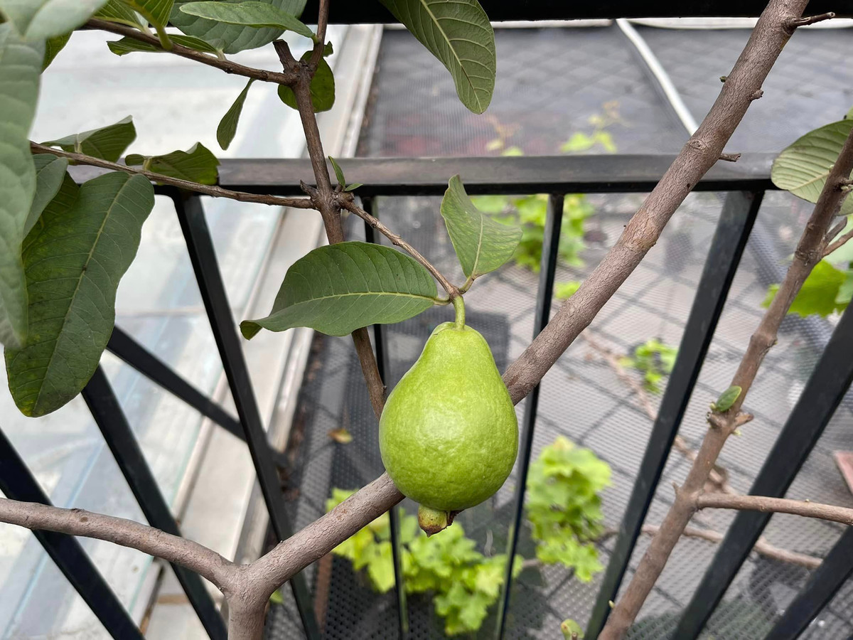 Cây ổi cũng bắt đầu cho trái.