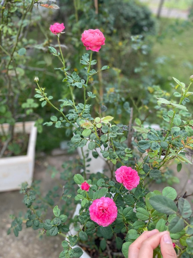 Vườn hồng trở thành điểm nhấn của căn biệt thự. Ảnh: FBNV