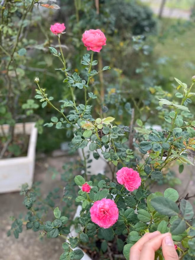 Vườn hồng trở thành điểm nhấn của căn biệt thự. Ảnh: FBNV