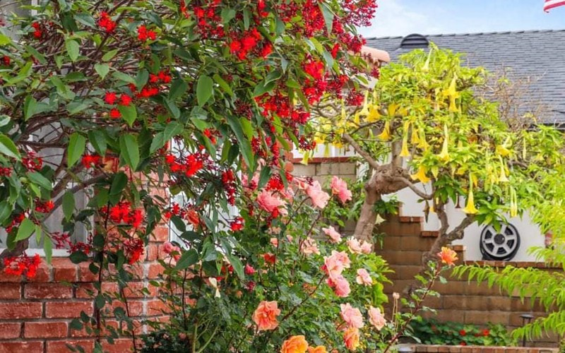 Không lâu trước đó, nữ danh hài từng chia sẻ có dịp qua thăm căn nhà thứ 2 này và tưởng nhầm nhà khi hoa bung nở rực rỡ.