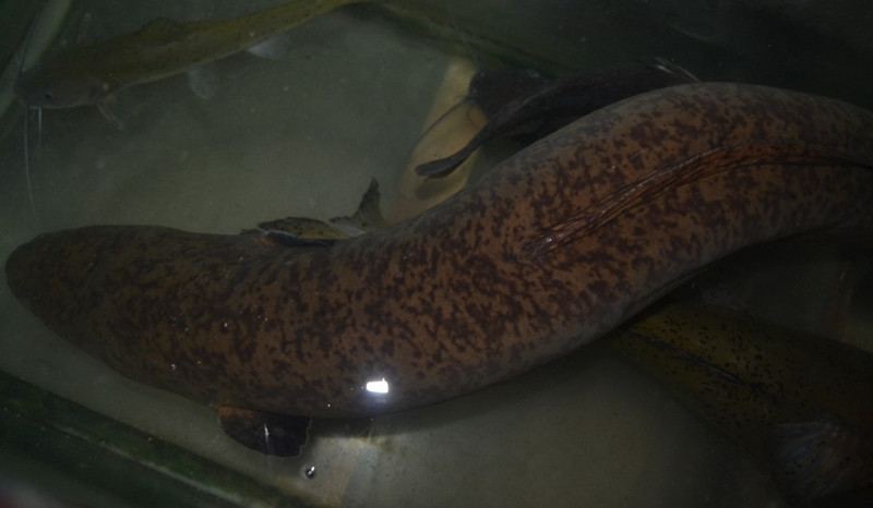 Không ít lần người dân Nghệ An đánh bắt được cá lệch khổng lồ. Năm 2022, anh Nguyễn Văn Tùy, trú ở thôn 1, xã Thanh Hà đã bắt được 1 con cá lệch nặng 10 kg bán với giá 7,3 triệu đồng. Ảnh minh họa