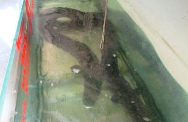 Với những con cá lệch kích thước khủng, giá bán lên tới hàng chục triệu đồng. Ảnh: Baonghean