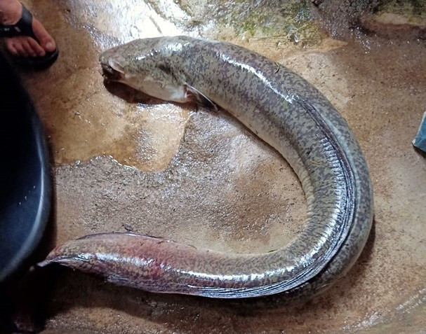 Cá lệch rất hiếm gặp, thường xuất hiện nhiều vào mùa mưa lũ, bắt đầu từ tháng 9 - 10 hàng năm. Ảnh: Vietnamnet