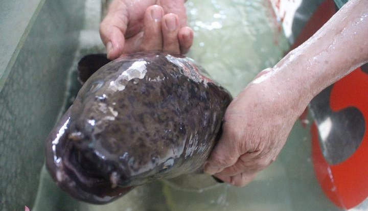 Năm 2020, một người đàn ông đánh bắt được hai con cá lệch với tổng trọng lượng 30kg. Một con nặng 17kg, con còn lại nặng 15kg. Sau đó, hai con bán với giá 30 triệu đồng. Ảnh: TruyenhinhNghean