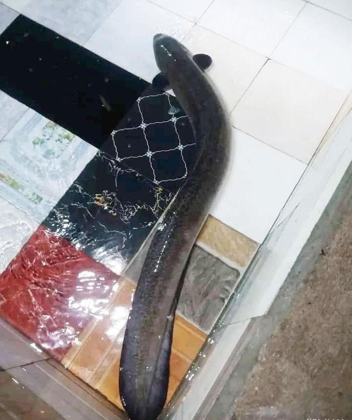 Cá lệch trưởng thành dài từ 80 cm đến hơn 1 mét, đặc biệt một số con kích thước lớn dài trên 2 mét. Ảnh: Baonghean