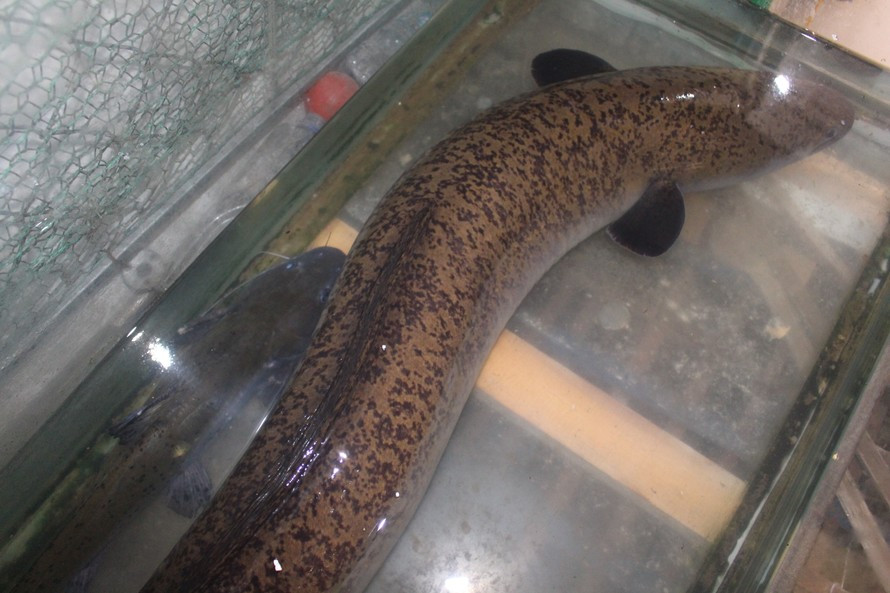 Tuy nhiên, thịt cá lệch thơm ngon, ít xương nên được nhiều người ưa thích. Ảnh: Tiền phong