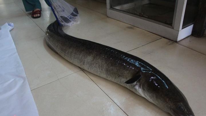 Do hiếm gặp nên cá chình suối được nhiều khách hàng săn lùng. Ảnh: TruyenhinhNghean