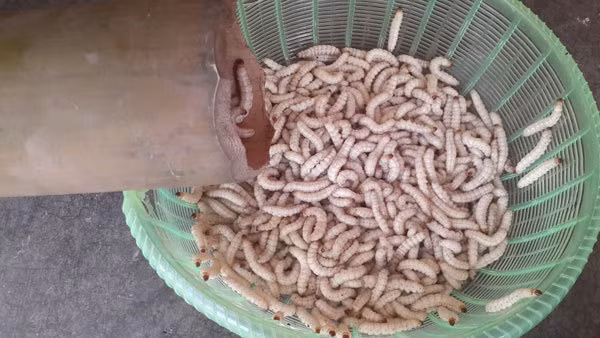 Sâu tre màu trắng muốt, dài gần hai đốt ngón tay. Nhìn bên ngoài, trông nó nhung nhúc đáng sợ, nhiều người chạy khiếp vía. Ảnh: Vietnamnet