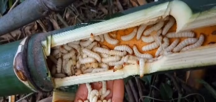 Tuy nhiên, người tiêu dùng nên cẩn thận khi lựa chọn, sơ chế và chế biến sâu tre, tránh nguy hại tới sức khỏe. Bởi, theo các chuyên gia, côn trùng, sâu bọ sau khi chết thường sinh ra độc tố, rất dễ gây dị ứng. Ảnh: Dân Việt