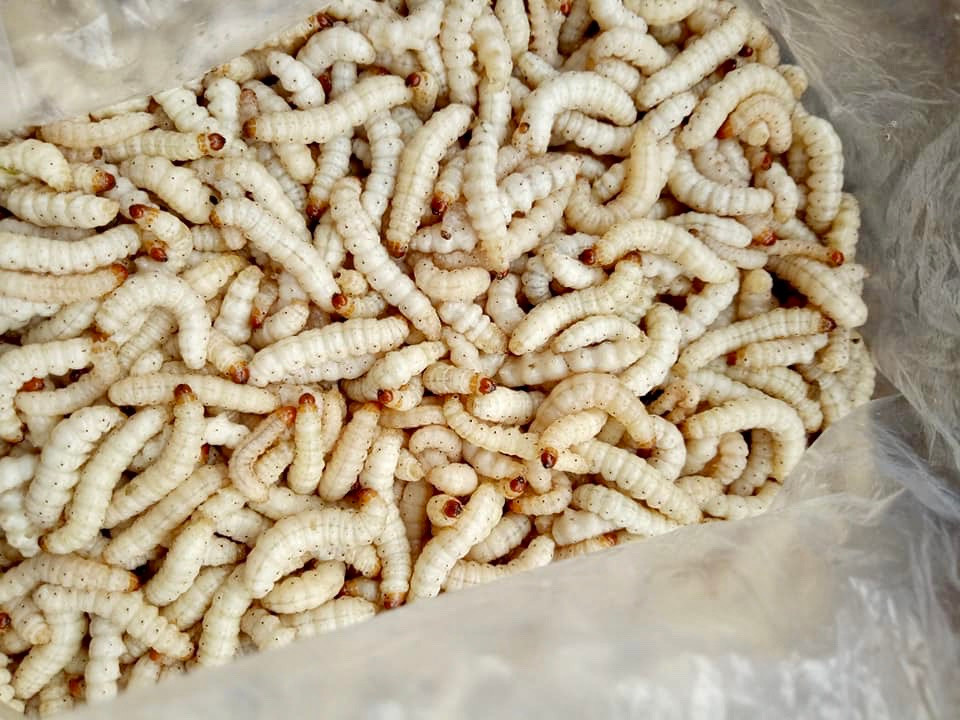 La lung dac san nhin khiep via 500.000 dong/kg van “chay hang“